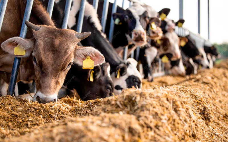 vesta-articulo-feedlot