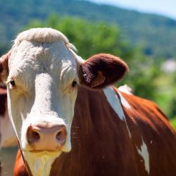 vesta-livestock-weighing-article