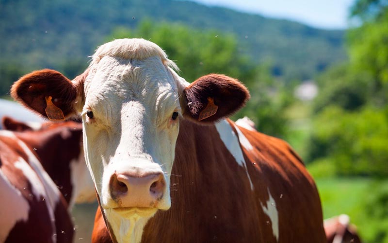Quanto custa pesar o gado de forma incorreta?